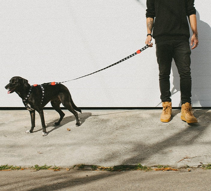 Zee Dog Skull 2.0 Correa Perritos
