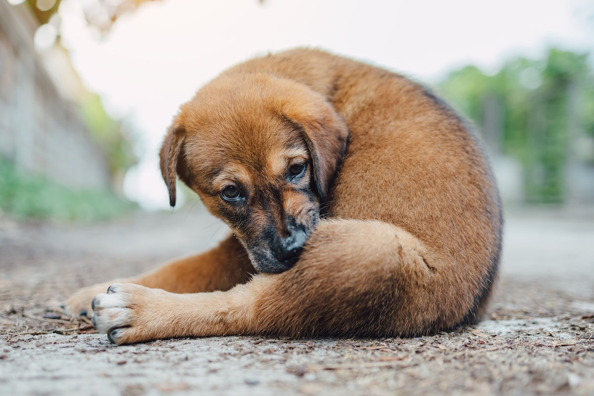 🐾 Alergias Alimentarias en Perros: Guía Completa para Identificarlas y Resolverlas