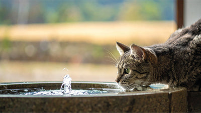 Gatito bebiendo agua de un bebedero, representando la importancia de una buena hidratación durante todo el año.