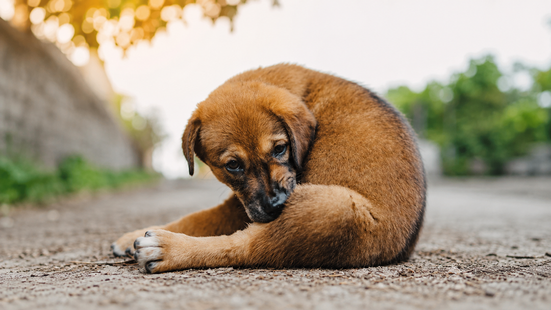 Cachorro rascándose por una posible alergia alimentaria, uno de los síntomas más comunes en perros.