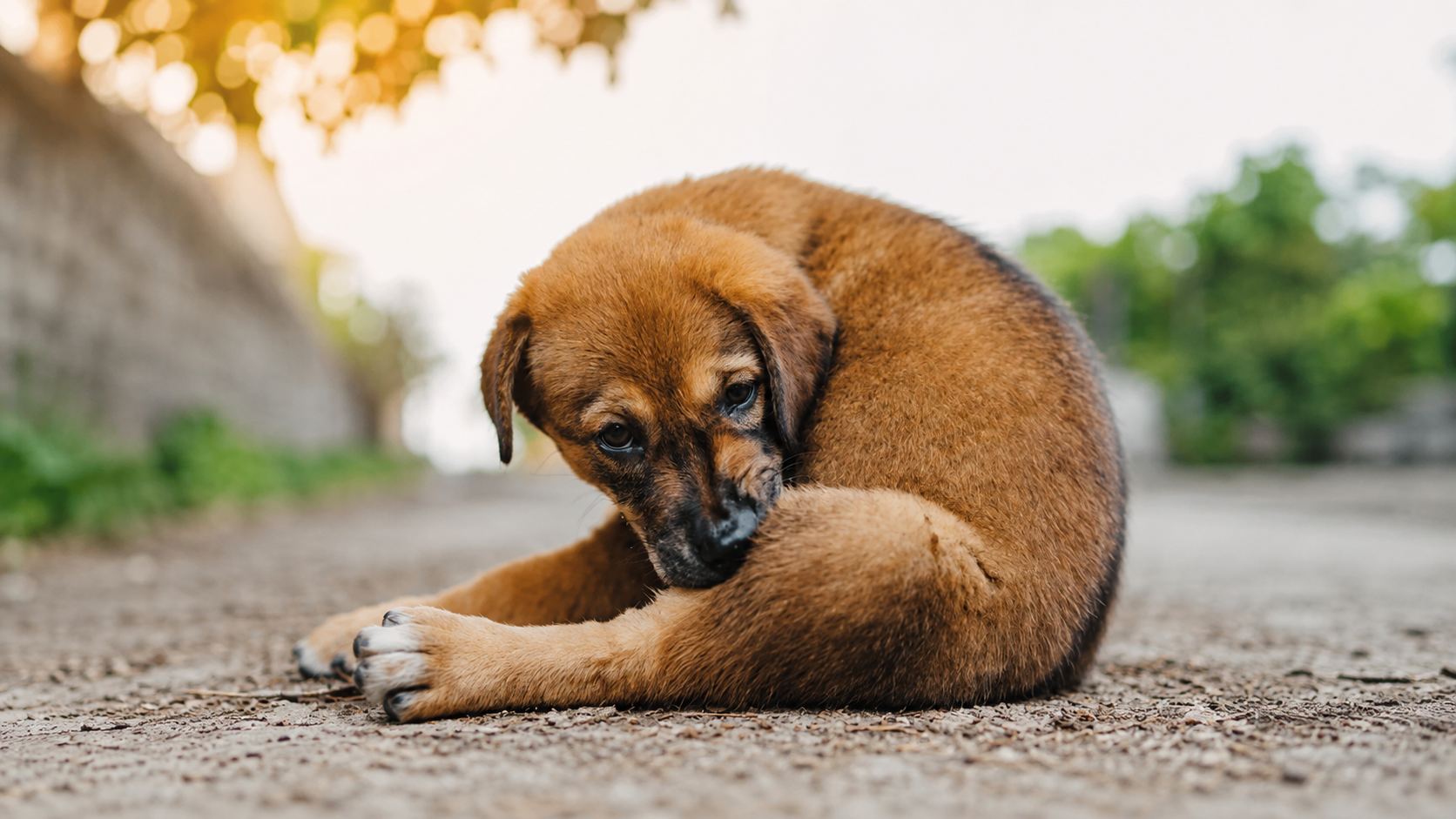 Cachorro rascándose por una posible alergia alimentaria, uno de los síntomas más comunes en perros.