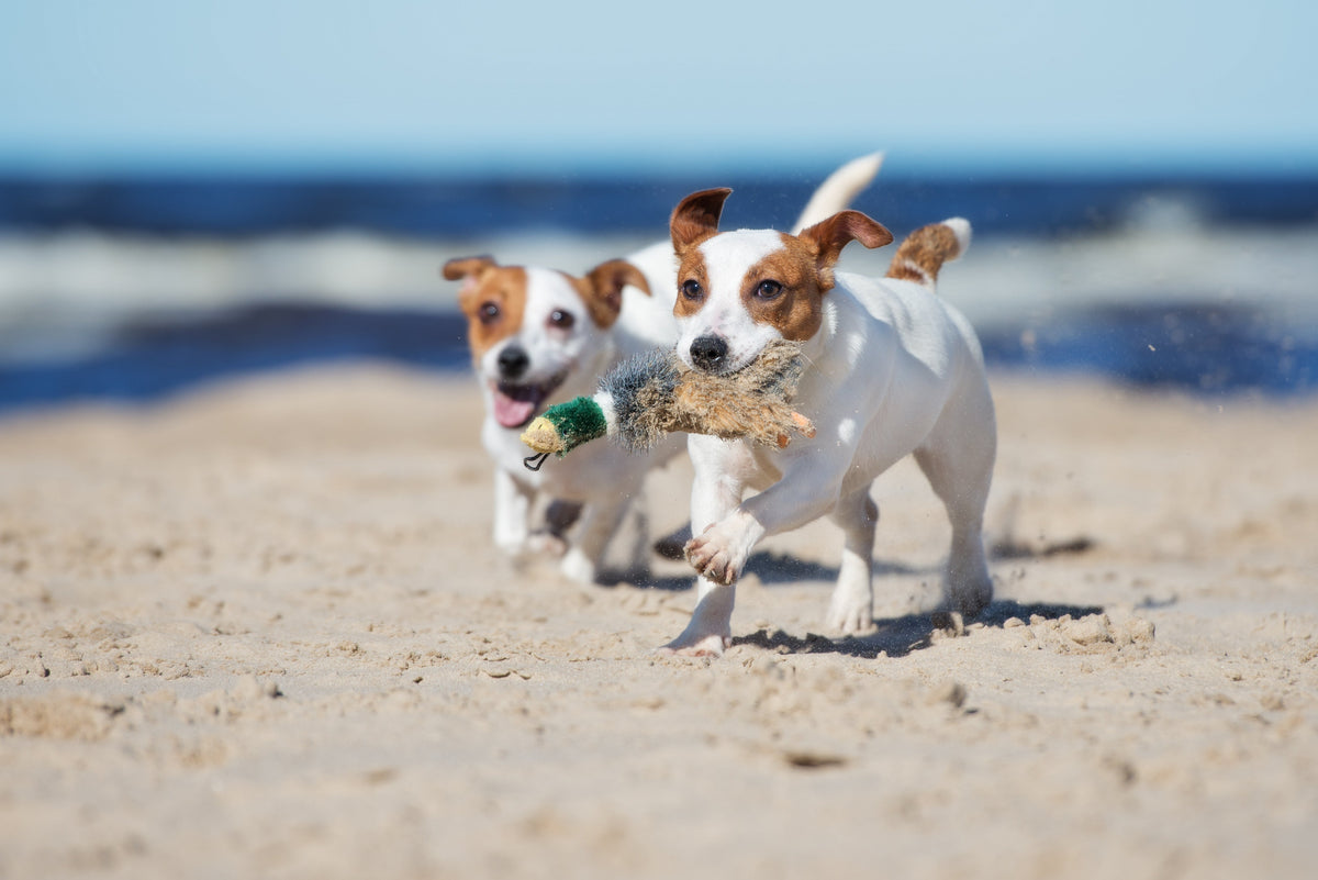 Dos perros corriendo y jugando al aire libre, representando la importancia del ejercicio físico y la estimulación mental para una vida saludable.
