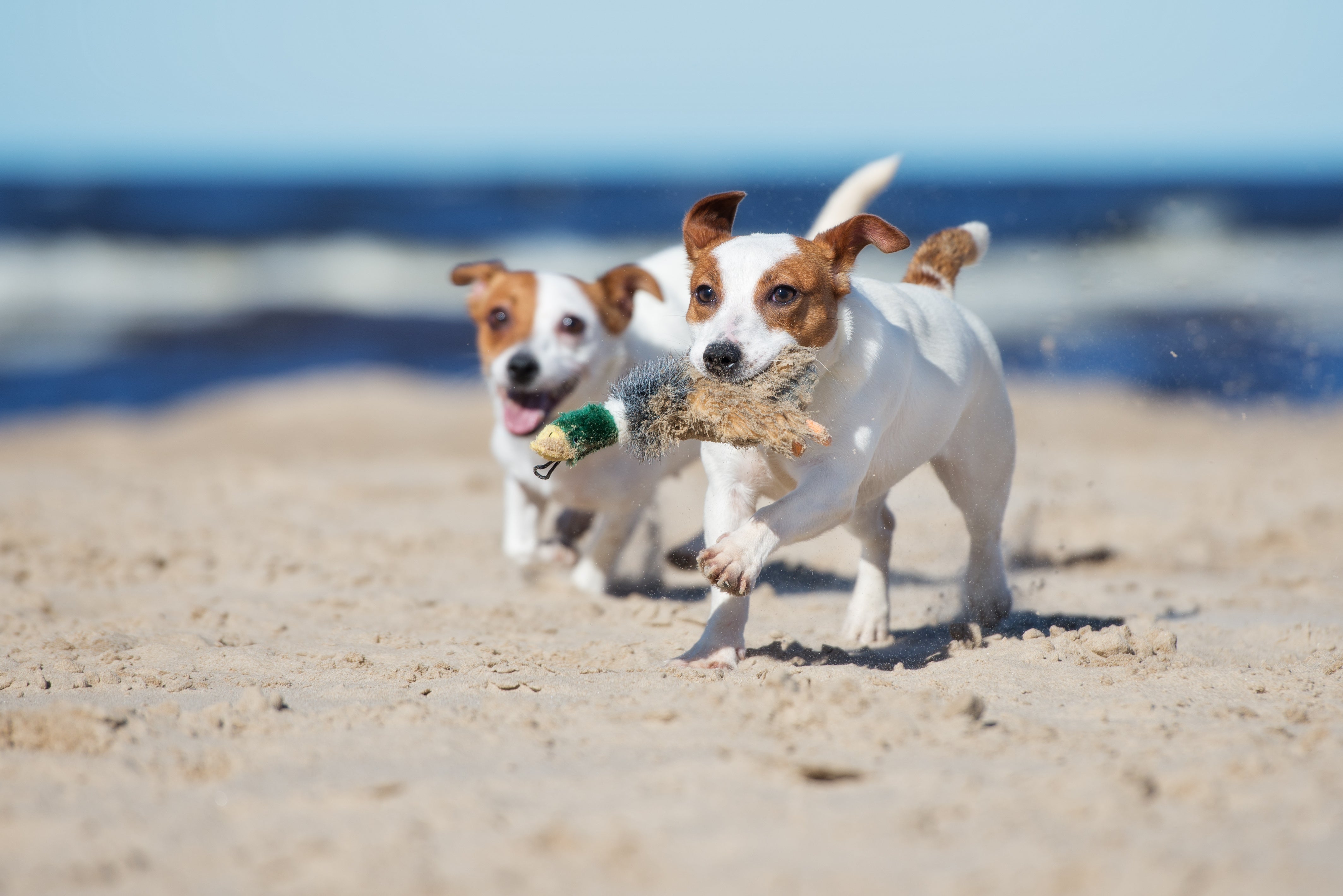 Ejercicio y Actividad Mental en Perros: La Clave para una Vida Saludable y Equilibrada