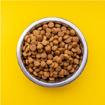 Alimento seco perros en un plato con fondo amarillo