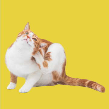Gato blanco y naranjo sentado sobre fondo amarillo