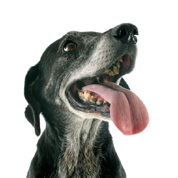 Perro Senior alimento