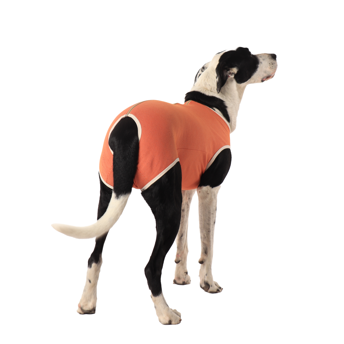 Perro macho con el body post operatorio Kimba BodyCobre Castración, vista desde atrás