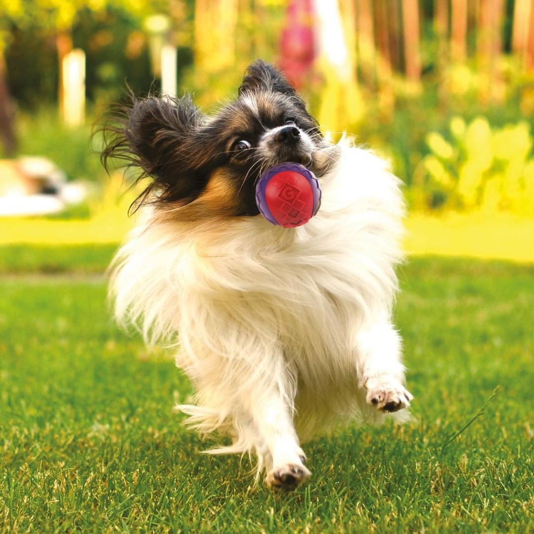 Gigwi Pelota Squeaker Small - Set de 3 Pelotas