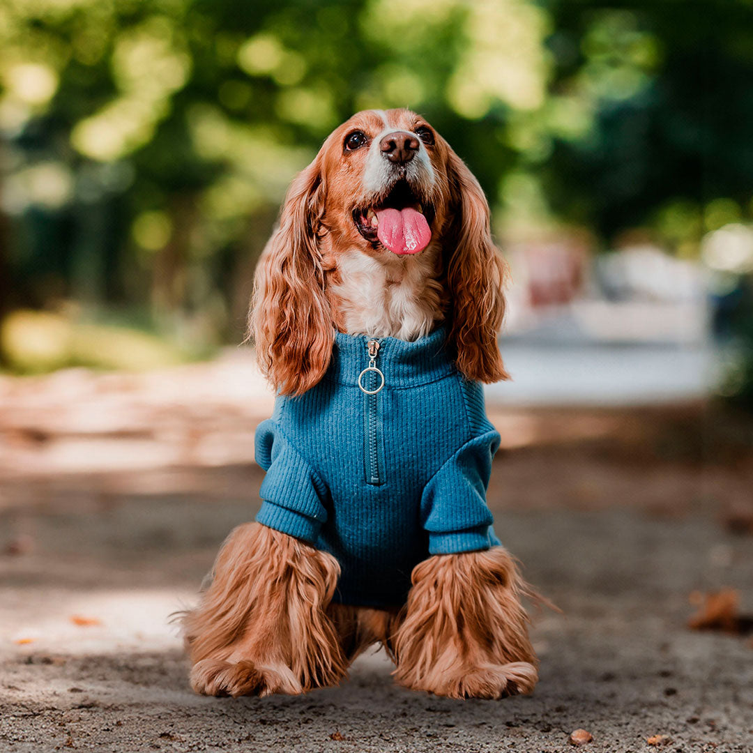 Pet Lounge Sweater Color Azul Perros y Gatos