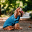 Pet Lounge Sweater Color Azul Perros y Gatos