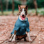 Pet Lounge Sweater Color Azul Perros y Gatos