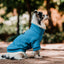 Pet Lounge Sweater Color Azul Perros y Gatos