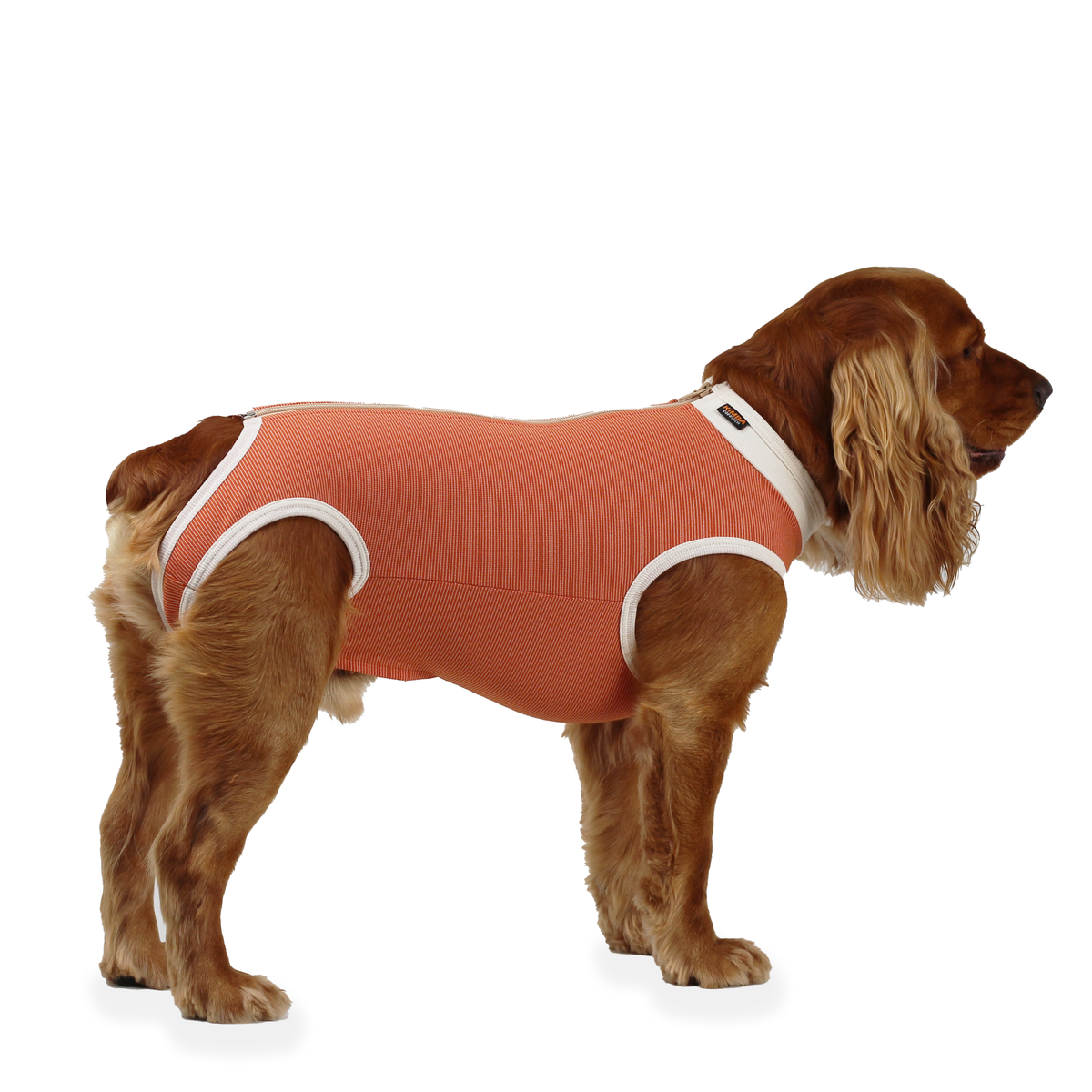 Perro macho con el body post operatorio Kimba BodyCobre Tradicional talla 6, vista de perfil
