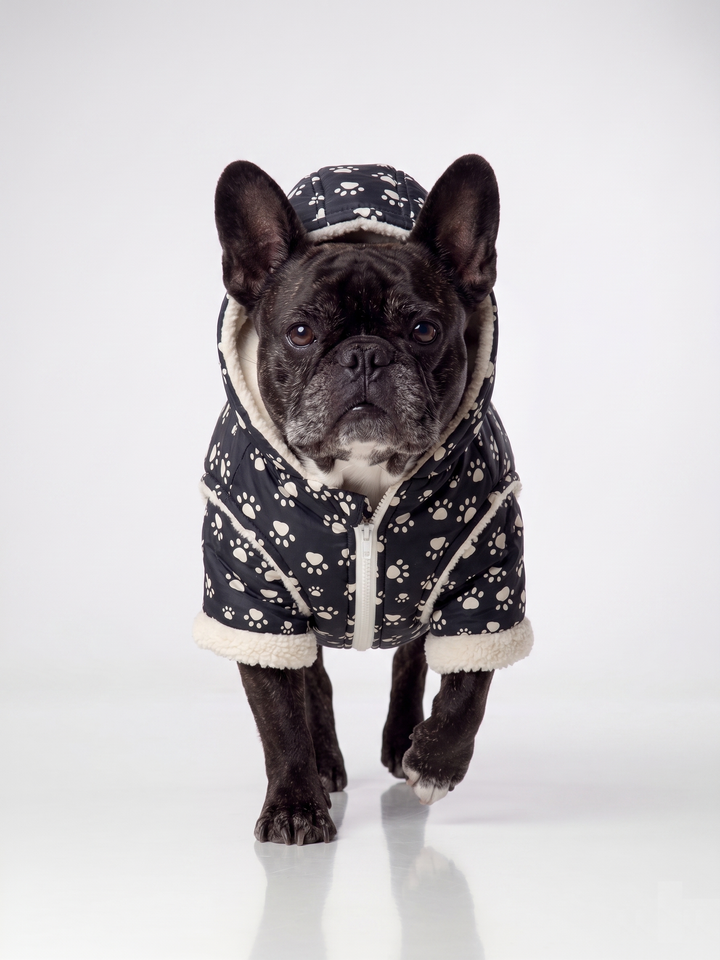 Parka impermeable chiporro negra perro bulldog francés vista lateral