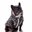 Parka Impermeable con Chiporro y Gorro Negra Perros y Gatos