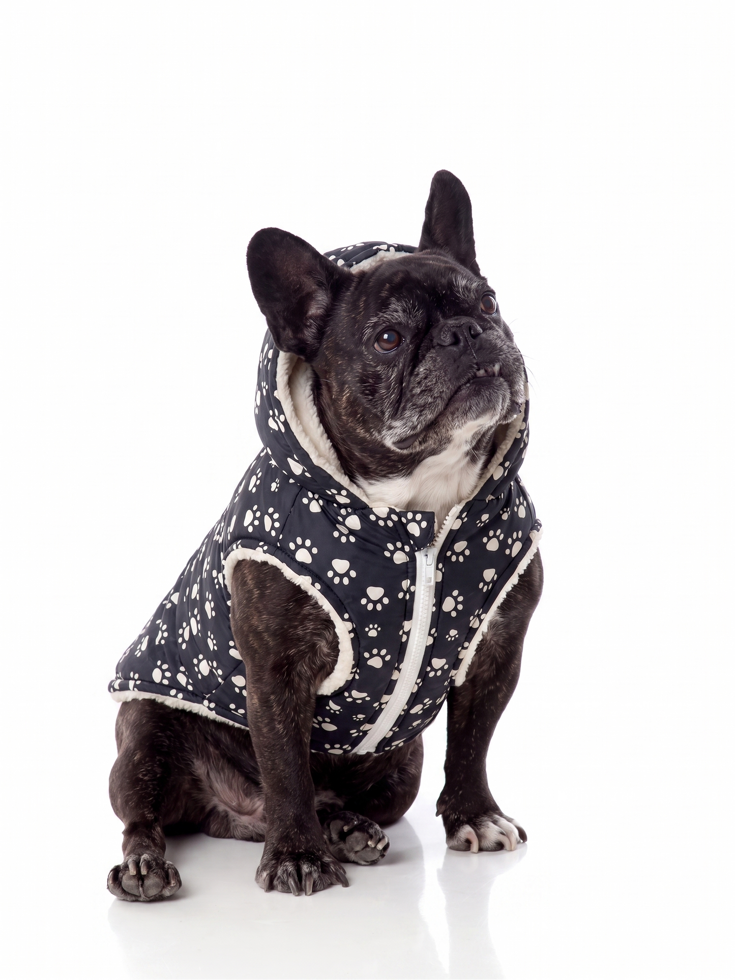 Parka Impermeable con Chiporro y Gorro Negra Perros y Gatos