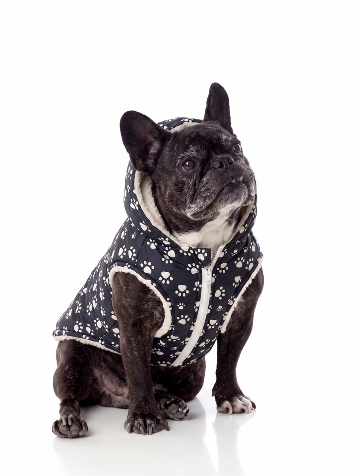 Parka impermeable chiporro negra perro bulldog francés usando producto