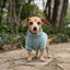 Pet Lounge Corderito Color Celeste Perros y Gatos