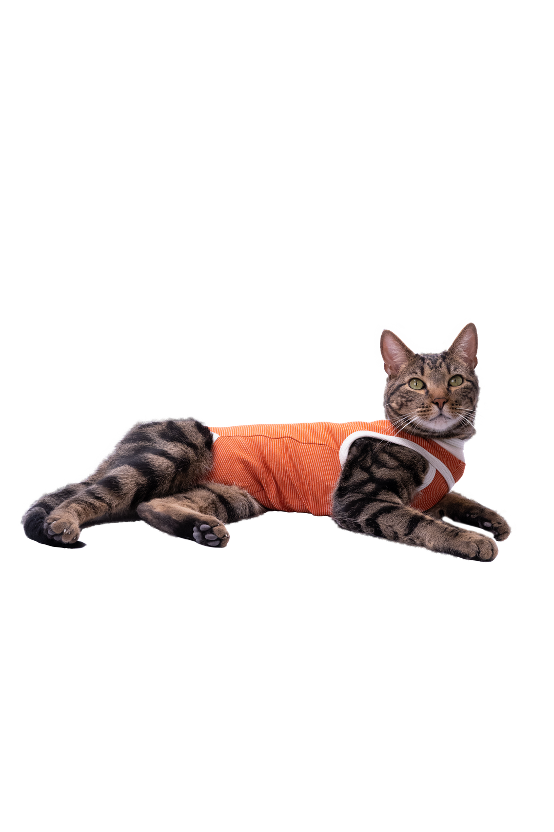 Gato echado con el body post operatorio Kimba BodyCobre Tradicional color cobre
