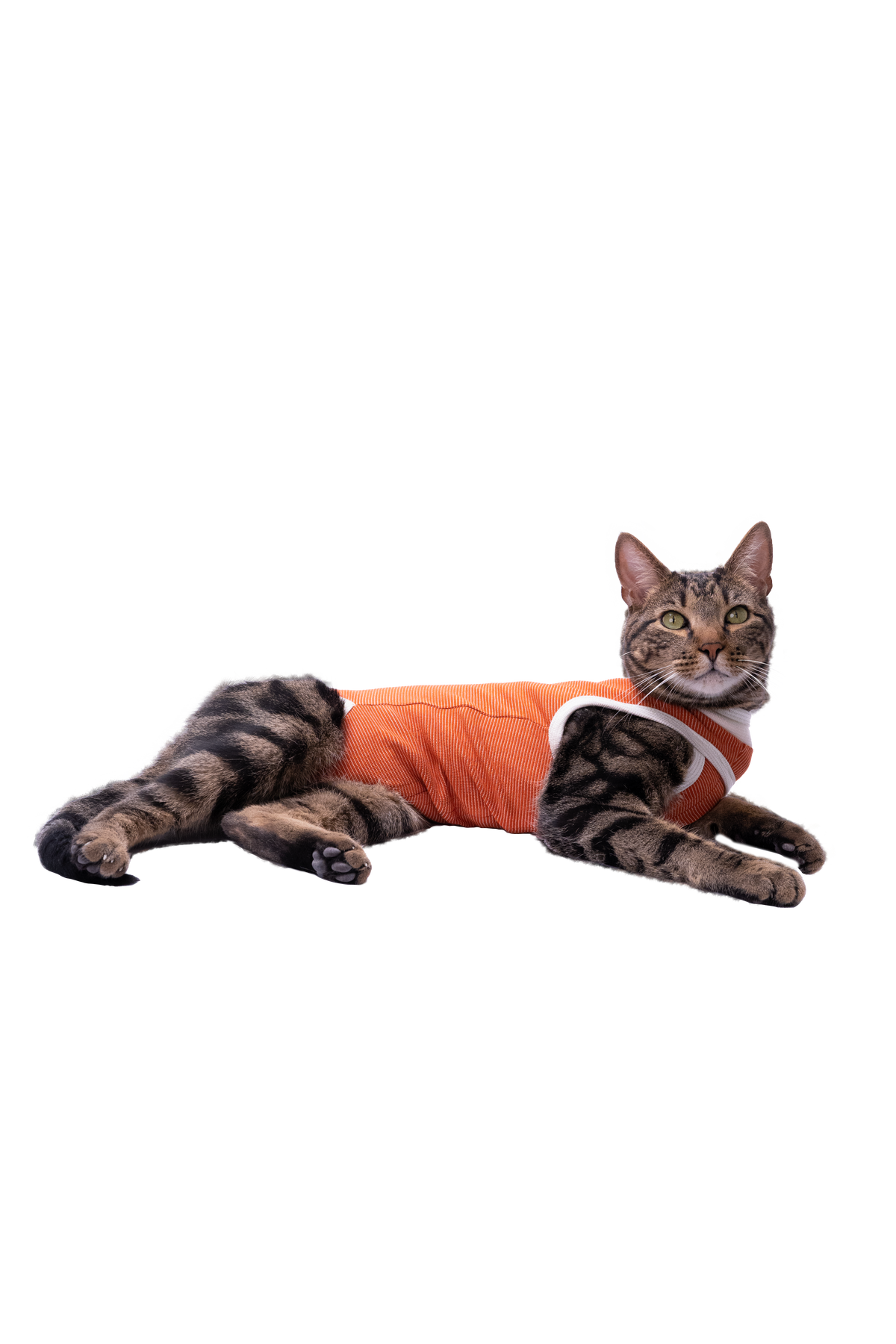 Gato echado con el body post operatorio Kimba BodyCobre Tradicional color cobre