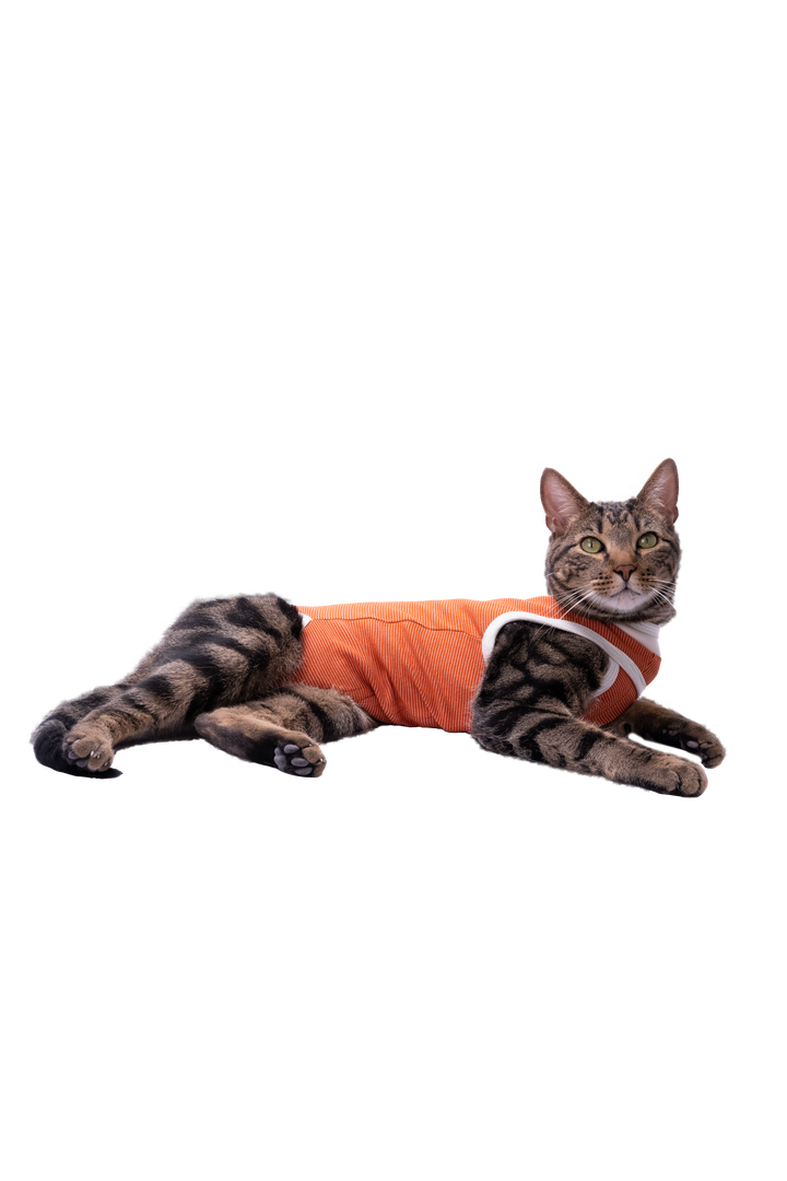 Gato echado con el body post operatorio Kimba BodyCobre Tradicional color cobre