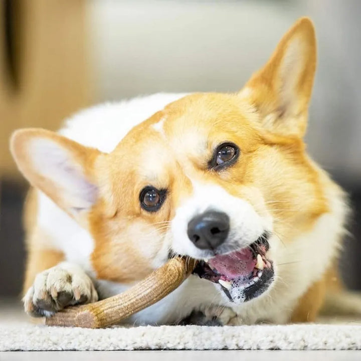 Gigwi Wooden Antler madera natural M perro jugando