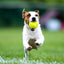 Skipdawg Agility Ball Pack x2 Tamaño M