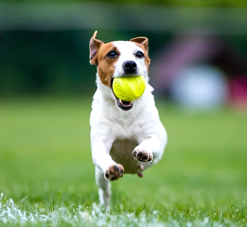 Skipdawg Agility Ball Pack x2 Tamaño M