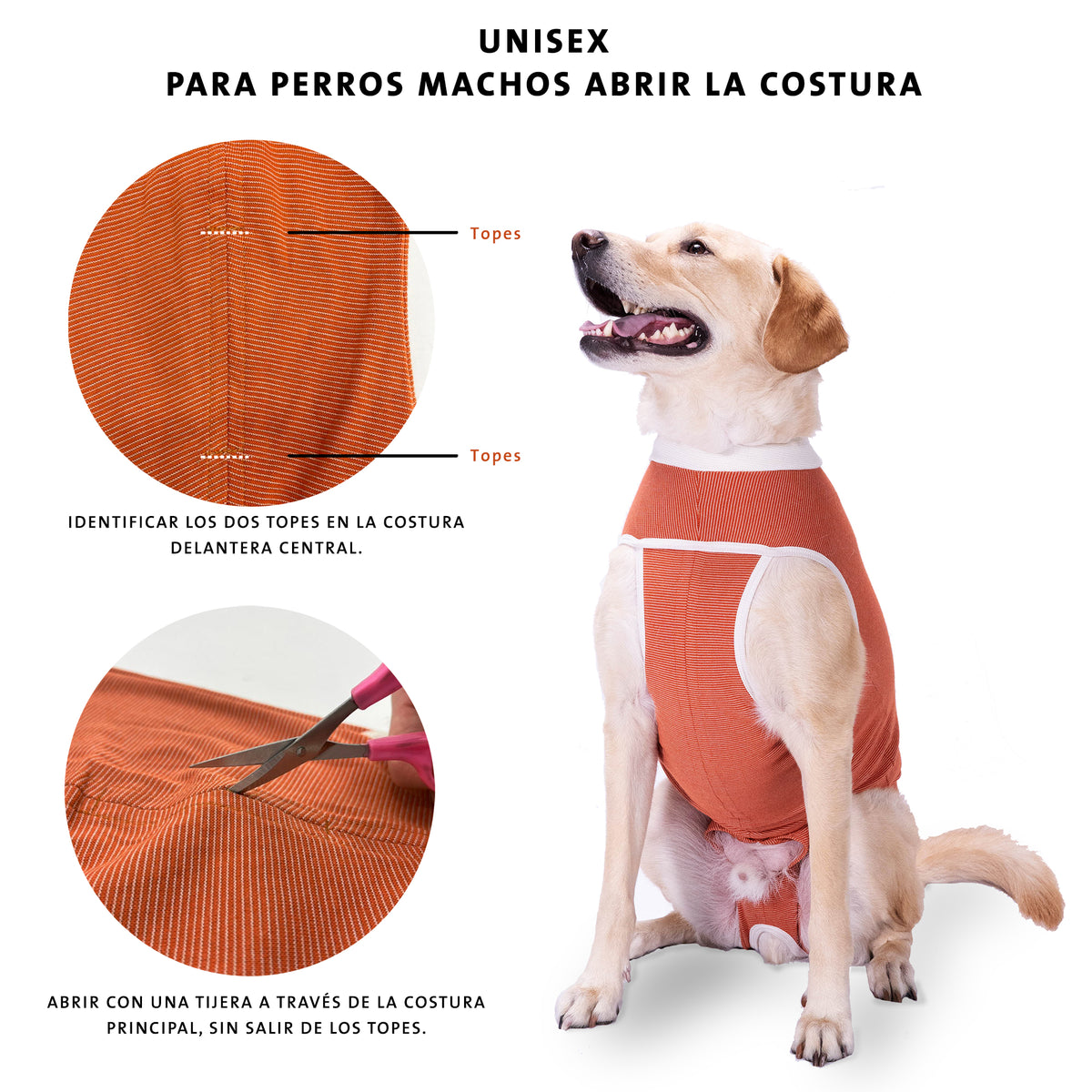 Cómo abrir la costura del Kimba BodyCobre Tradicional para perros machos: ubicar los dos topes y cortar entre ellos