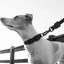 Zee Dog Gotham Collar Perritos