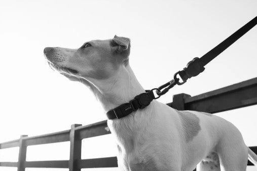 Zee Dog Gotham Collar Perritos