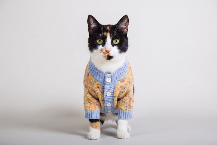Chaleco con botones celeste gato usando producto