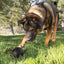 KONG Extreme Ball Medium/Large (M/L) para Perros – Pelota Ultra Resistente para Mordedores Fuertes