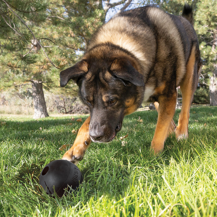KONG Extreme Ball Medium Large M/L perro jugando