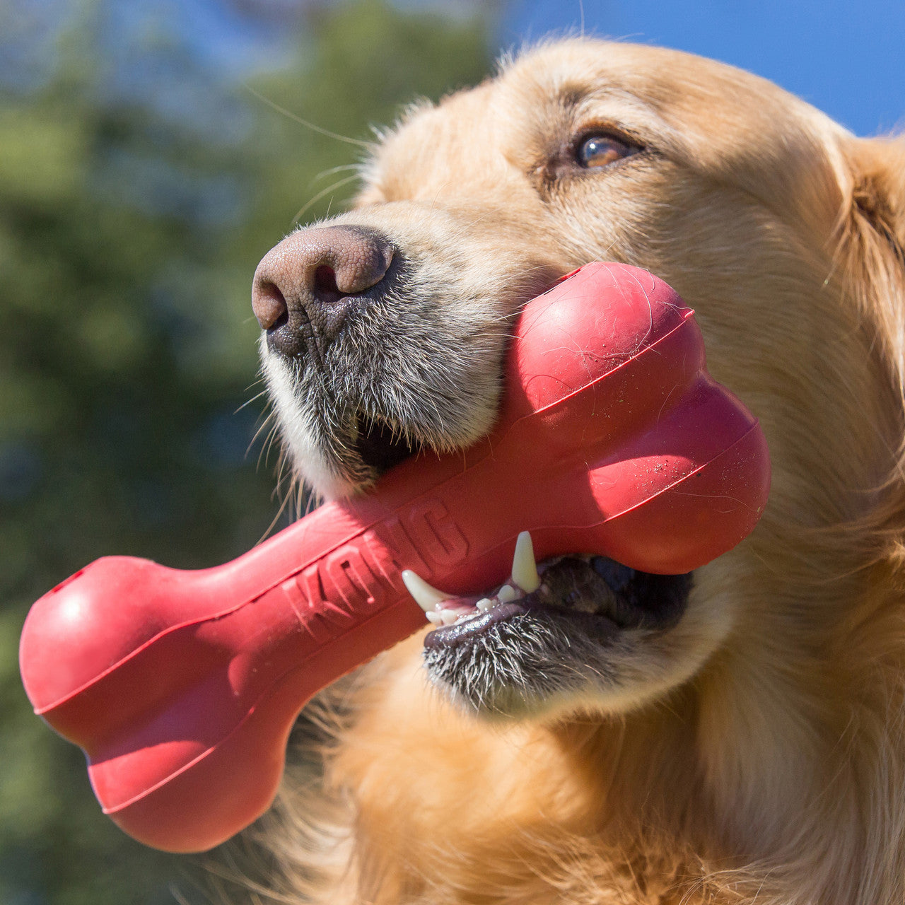 KONG Goodie Bone Medium (M) para Perros – Hueso Dispensador de Premios