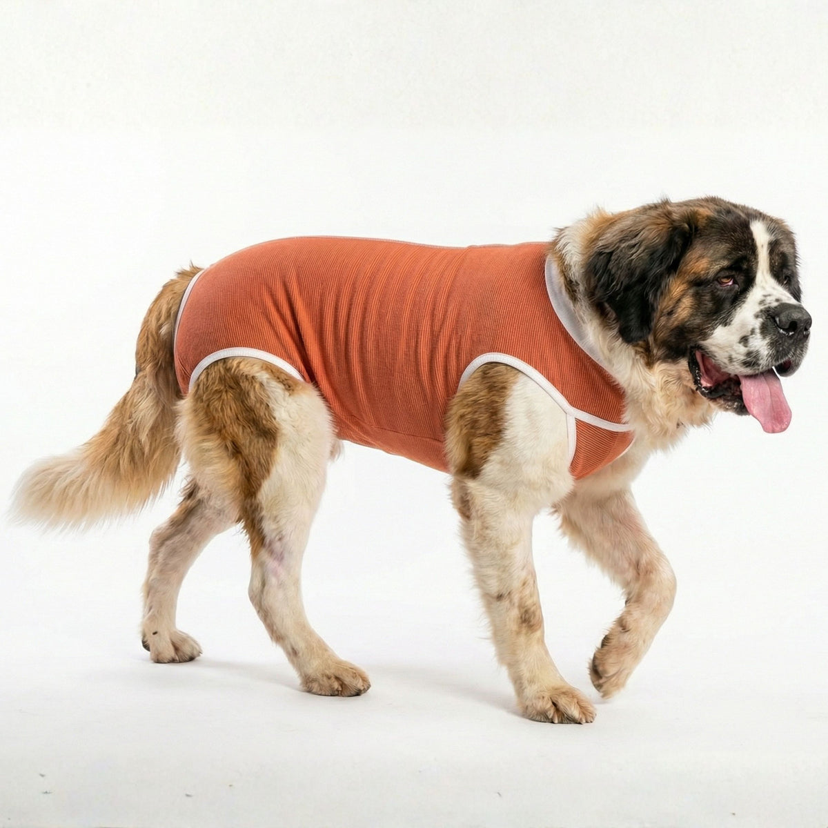 Body post operatorio Kimba BodyCobre Castración talla 14 puesto en un perro macho de 45 a 50 kg