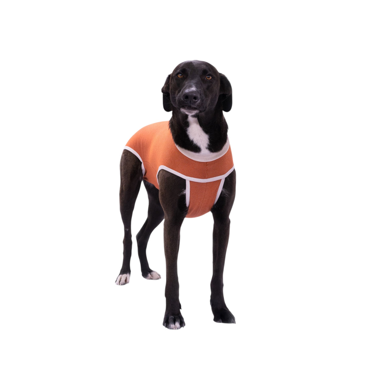 Body post operatorio Kimba BodyCobre Tradicional talla 10 puesto en una mascota de 25 a 30 kg