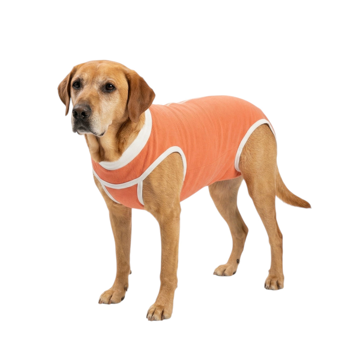 Body post operatorio Kimba BodyCobre Tradicional talla 11 puesto en una mascota de 30 a 35 kg