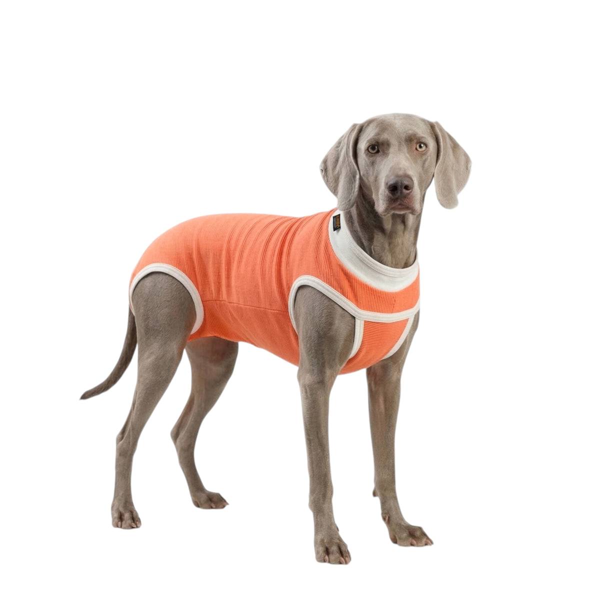 Body post operatorio Kimba BodyCobre Tradicional talla 12 puesto en una mascota de 35 a 40 kg