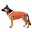 Body post operatorio Kimba BodyCobre Tradicional talla 13 puesto en una mascota de 40 a 45 kg