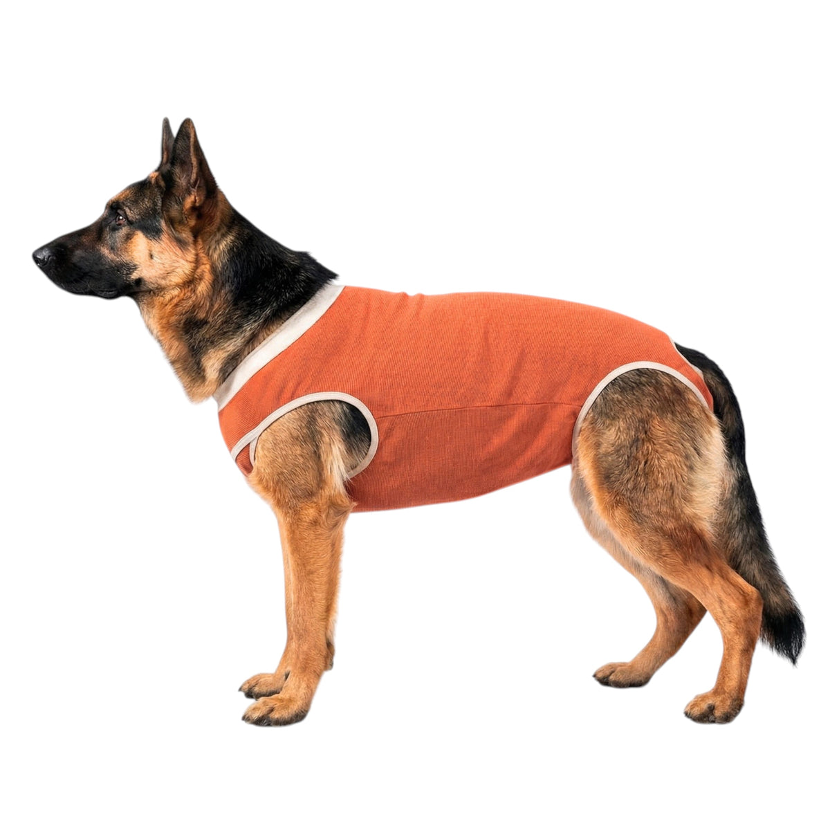 Body post operatorio Kimba BodyCobre Tradicional talla 13 puesto en una mascota de 40 a 45 kg