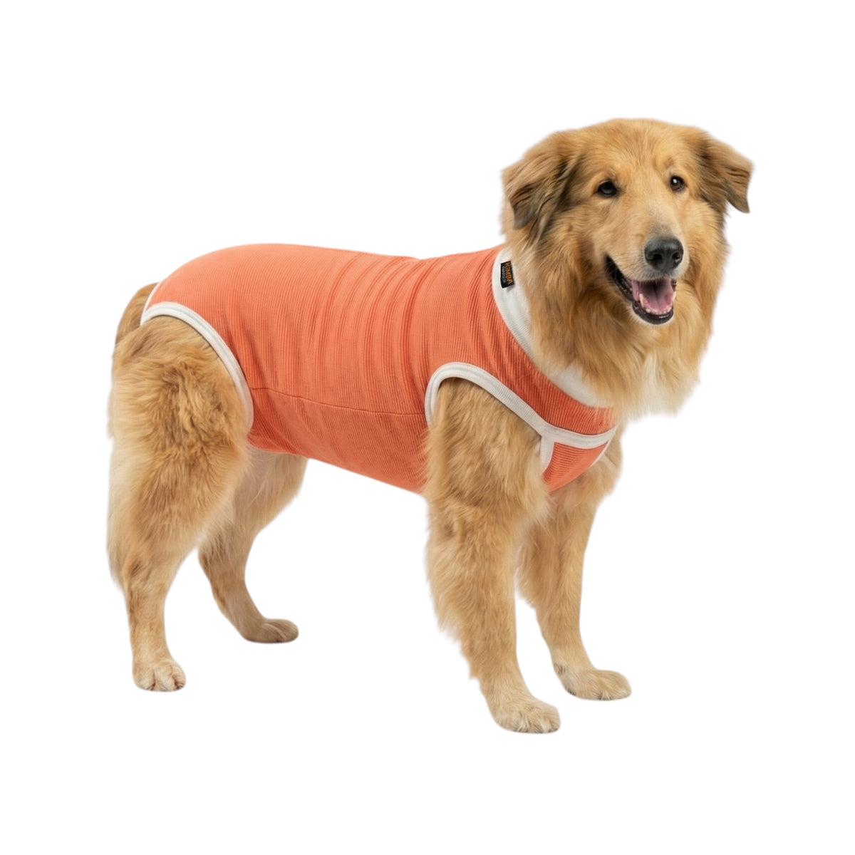Body post operatorio Kimba BodyCobre Tradicional talla 14 puesto en una mascota de 45 a 50 kg