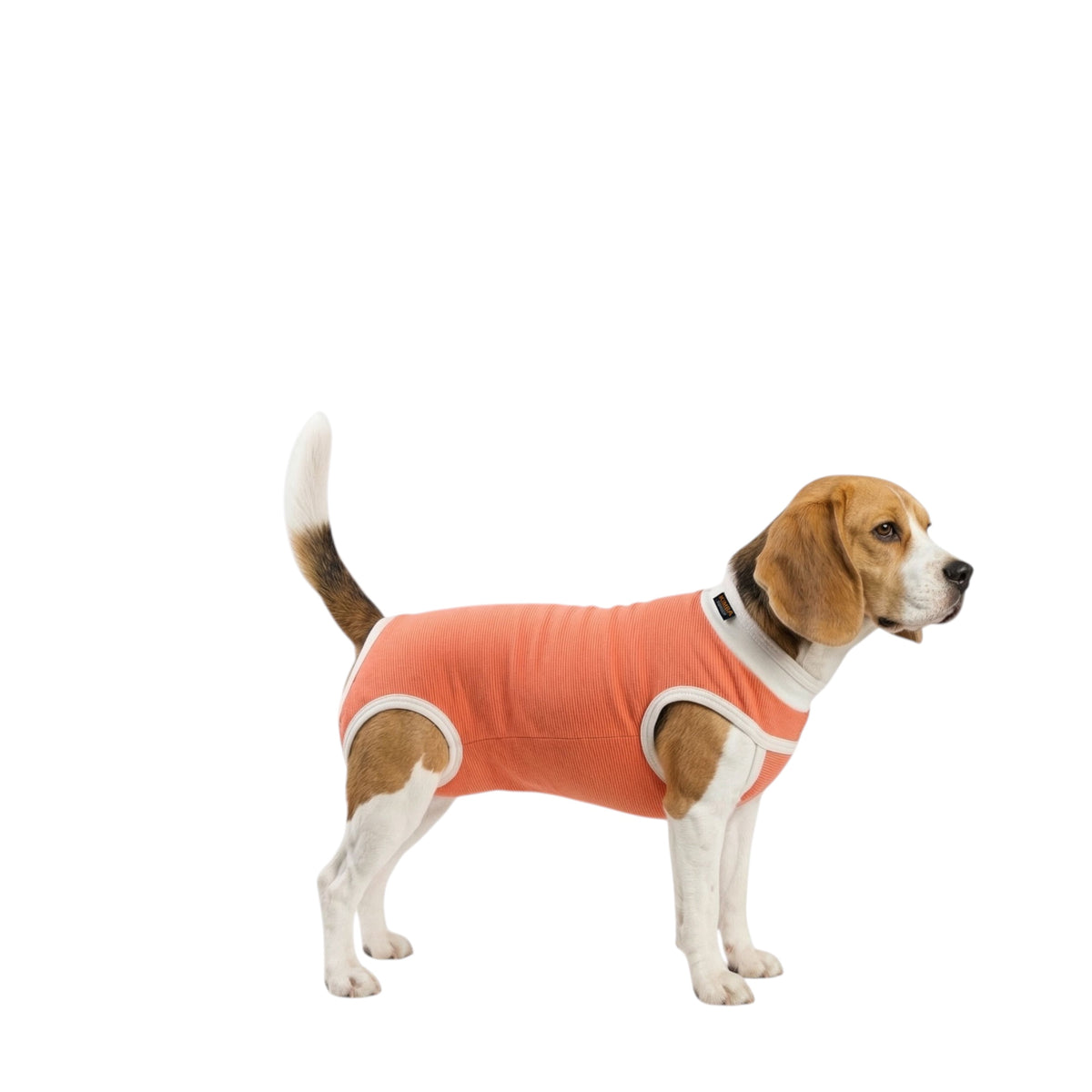 Body post operatorio Kimba BodyCobre Tradicional talla 5 puesto en una mascota de 7,5 a 10 kg