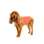 Body post operatorio Kimba BodyCobre Tradicional talla 6 puesto en una mascota de 10 a 13 kg