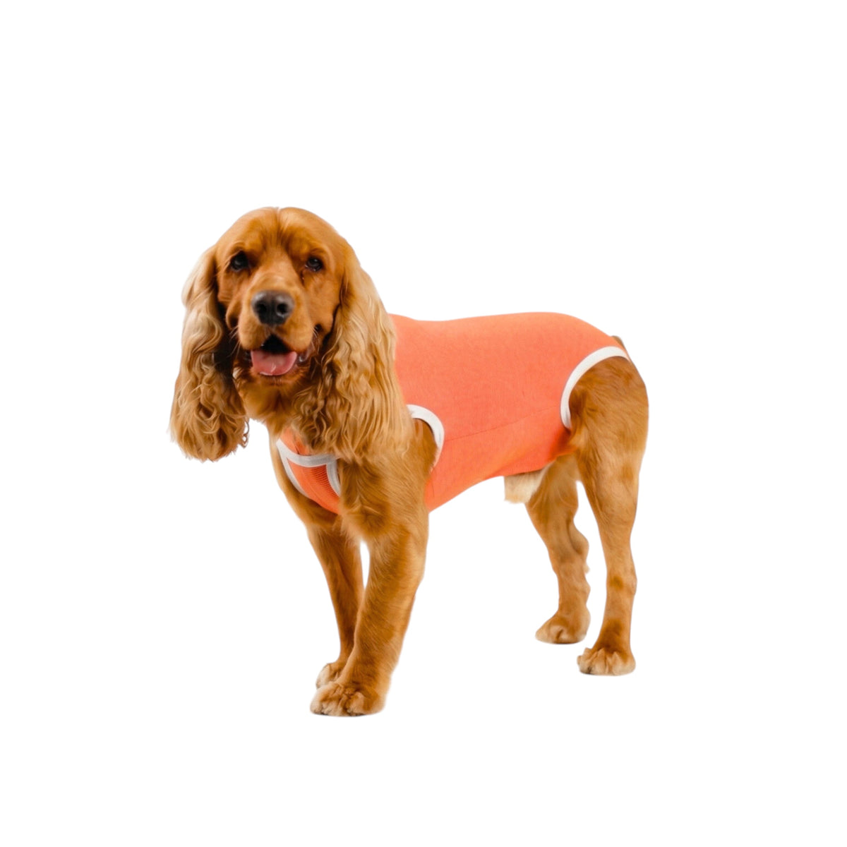 Body post operatorio Kimba BodyCobre Tradicional talla 6 puesto en una mascota de 10 a 13 kg