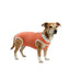 Body post operatorio Kimba BodyCobre Tradicional talla 7 puesto en una mascota de 13 a 17 kg