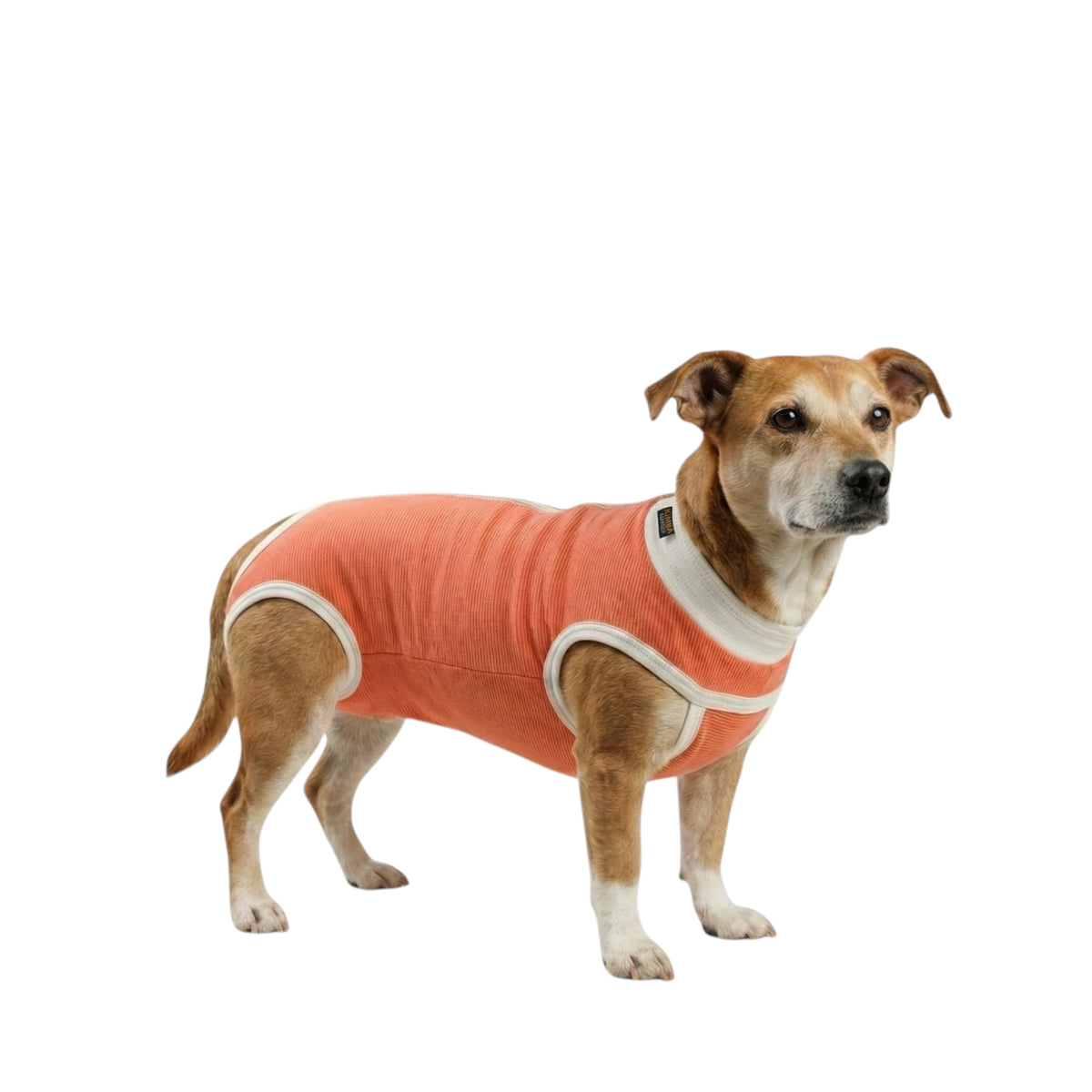 Body post operatorio Kimba BodyCobre Tradicional talla 7 puesto en una mascota de 13 a 17 kg