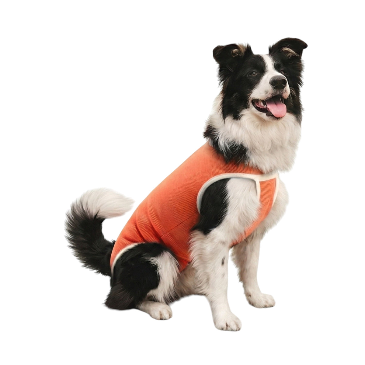 Body post operatorio Kimba BodyCobre Tradicional talla 8 puesto en una mascota de 17 a 21 kg
