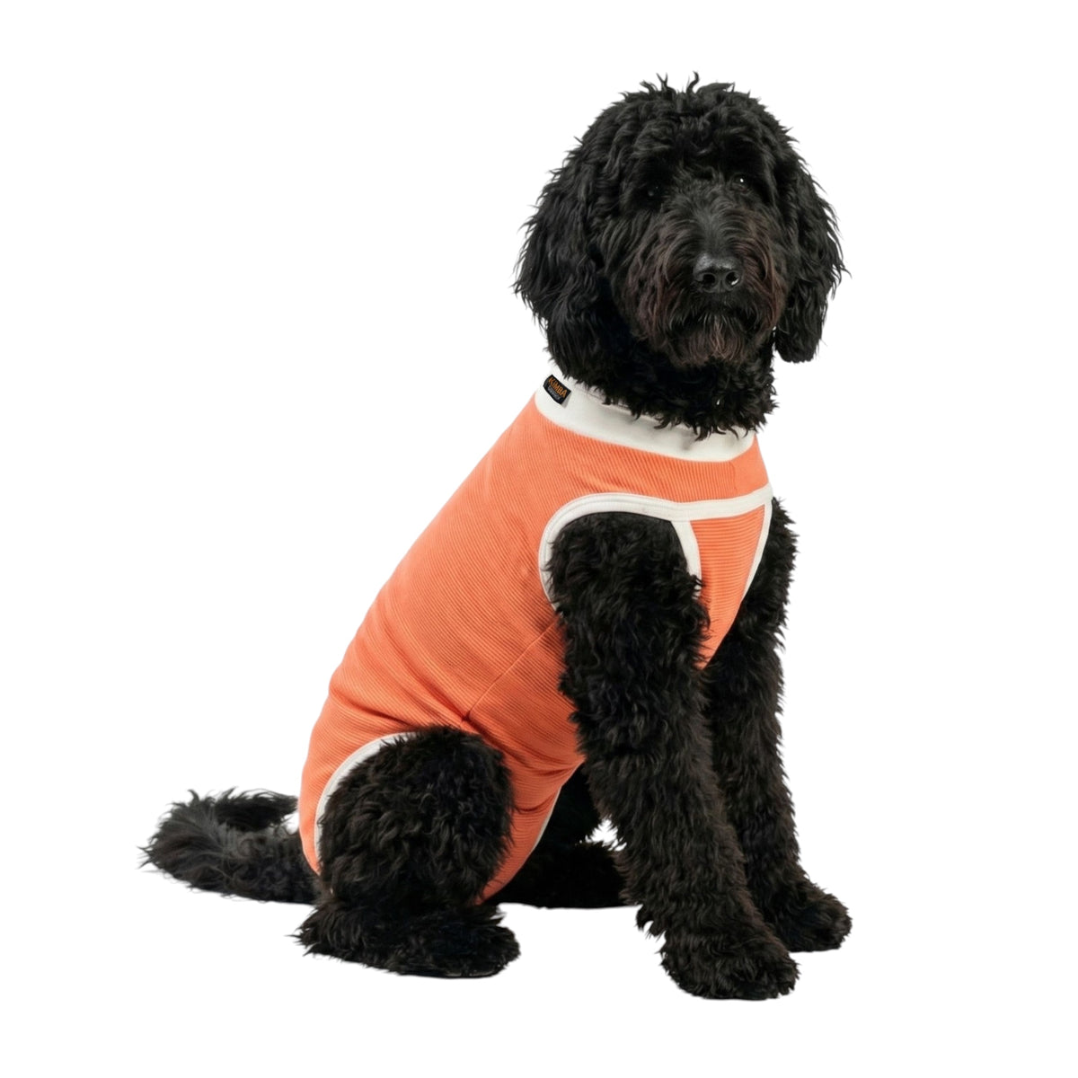 Body post operatorio Kimba BodyCobre Tradicional talla 9 puesto en una mascota de 21 a 25 kg