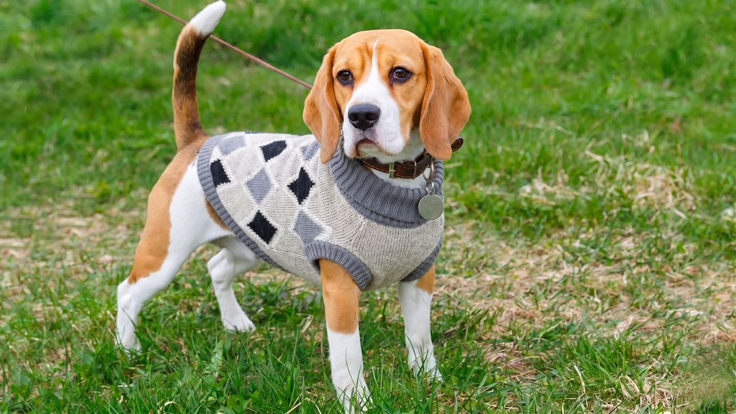 Chaleco tipo Beatle con Rombos Gris Perros y Gatos